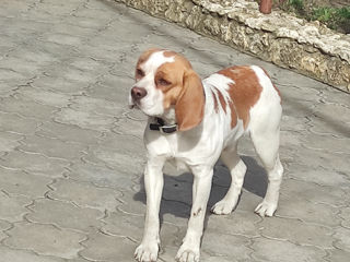 Beagle bicolor foto 1