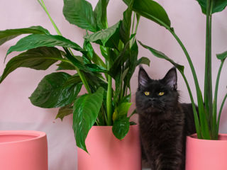 Pisoi gigant mein coon de vânzare.Продаются котята породы мейн кун foto 2