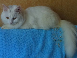 Маленький и большой снежно - белые пушистые котики . foto 3