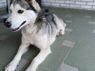 Husky urgent!! foto 2