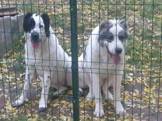 Щенки среднеазиатской овчарки САО (алабай) foto 4