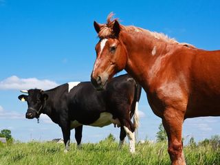 Cumpar animale!  transport gratis! закупаю скот.   быки, коровы, овцы,лошади foto 1