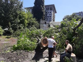 Defrisare arbori avariați in Chisinau,спил деревьев любой сложности foto 3