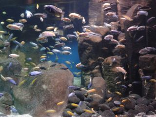 Мирная аквариумная рыба оптом foto 1