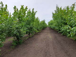 Vind livada de prune 15 ha , in Aneni Noi .