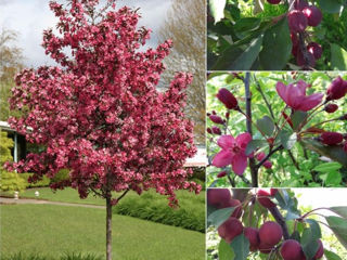 Mar decorativ Malus Royalty - Яблоня пурпурная Роялти foto 3