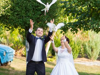 Porumbei pe nunta dvs. pretul -150lei foto 3