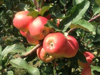 Яблоневый сад летних сортов 37,5 гектар foto 10