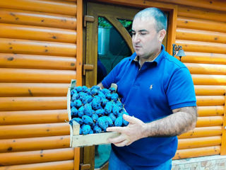 Pomi fructiferi - cais ( abricos ) , vișin , prun , persic , prăsad , migdal ... foto 9