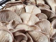 Cumpăr ciuperci păstrăv. Куплю грибы вешенки.