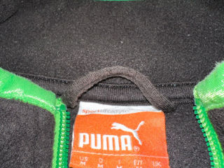 Puma foto 2