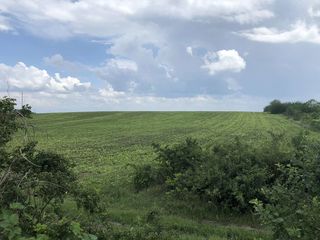 se vinde teren agricol 324 Sote Colonita prima linie  7KM de la Ciocana. Direct de la propiietar foto 7