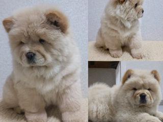 Чау чау (chow chow) foto 1