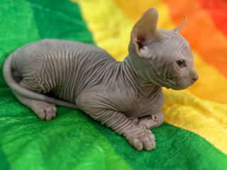 Котёнок Sphynx Elf фото 0