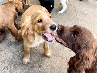 Cățeluși Cocker Spaniel