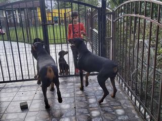 Dobermani rasa curata ! foto 3