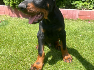 Doberman  foto 1