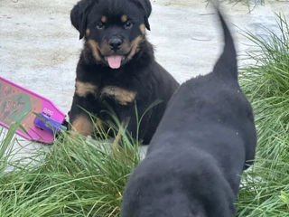 Pui Rottweiler foto 2