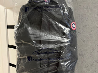 Canada goose foto 5