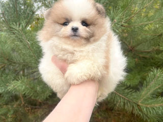 Pomeranian mini