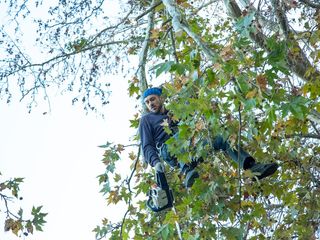 Пилим деревья ,Бензопилой.taiem copaci.Распиловка дров и деревьев над ценными объектами.! ! foto 4