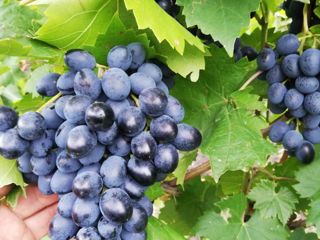 Muscat Ottonel, Sovinion, Alb de Suruceni, Moldova, Capsuna(izobela), Cabernet. (r. Calarasi) foto 3