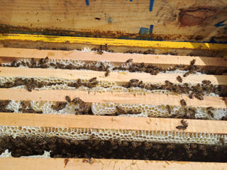 Vînd familii de albine cu stup sau fără. foto 3