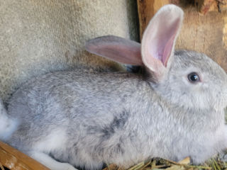 Продам кроликов порода полувеликан 2.5  месяца foto 1