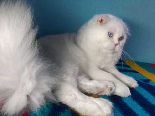 Motan alb superb, rasă pură scottish fold longhair, invită la împerechere! фото 4