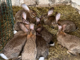 Кролики foto 5