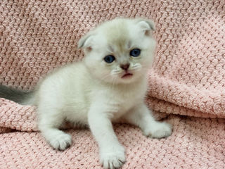 Scottish fold and streight foto 3