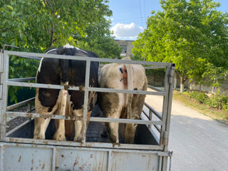 Cumpar animale la carne