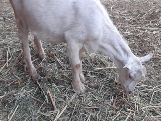 Vind capre  foto 5