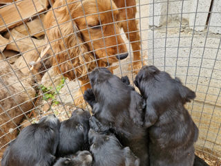 Cocker spaniel englez foto 1