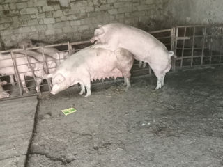 Cumpăr Porci Mari.