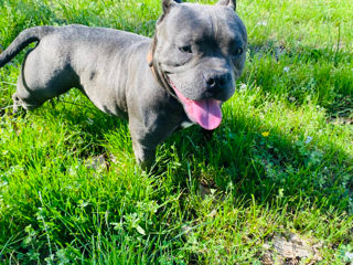 Шикарный мальчик American Bully Poket foto 5