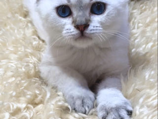 British shorthair shaded point . foto 9