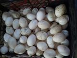 яйца кряквы и немой утки foto 1