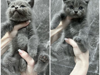 British shorthair fetița