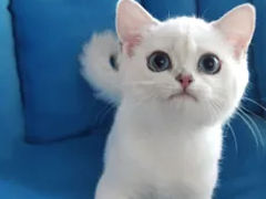 Серебристые , синеглазые британские  котики от титулованных родителей. foto 3