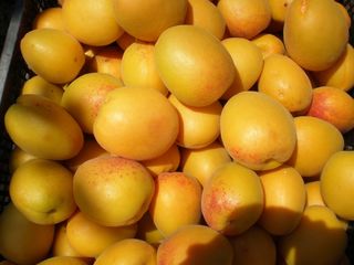 Pomi fructiferi -cais (abrikos ) Nadejda ,( ананасовый ) ,Big Red  ... foto 4