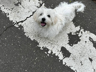 Мальтийская болонка  bichon maltese foto 4