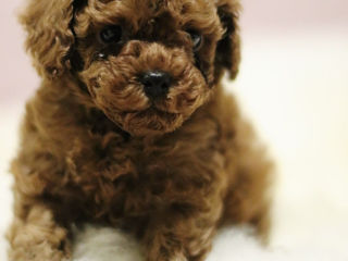 Mini toy pudel ( toy poodle) foto 1