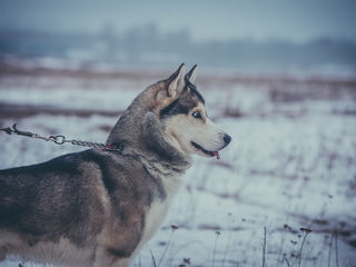 Хаски кобель на вязку Huski foto 4