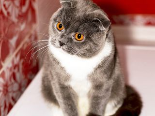 Биколор, короткошерстный. Scottish fold Shorthair foto 8