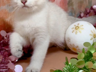 British shorthair golden shaded point . foto 2