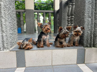 Vind catelusi Yorkshire terrier