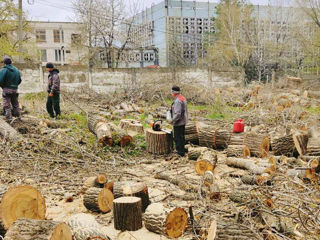 Taierea copacilor, curatarea copacilor