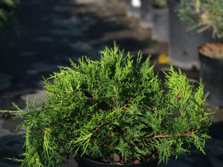 Ienuperi târâtori (juniperus horizontalis) foto 3