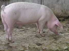 Vind porc crescut in conditii de casa 50 lei/kg.